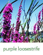 purple loosestrife