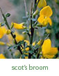 scotch broom